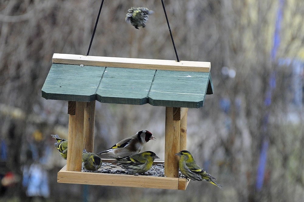 How to Choose the Perfect Bird Feeder for Your Garden (A Buyer’s Guide)