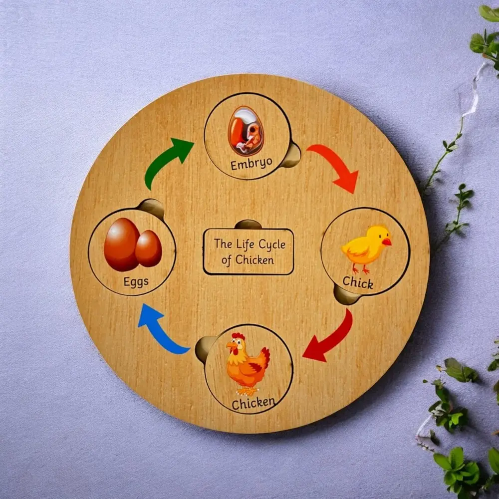 Exploring Life Cycles Set – Interactive Science Learning Board with Illustrated Life Cycle Tiles for Kids